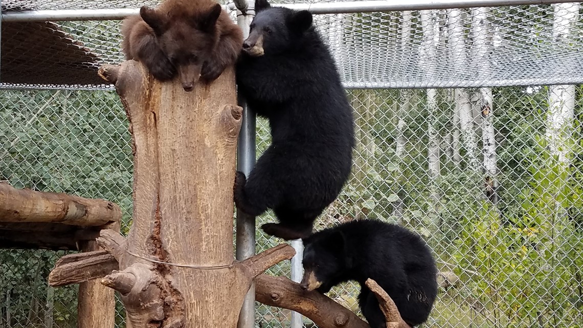 Orphaned Estes Park bears cubs released into Pike National Forest