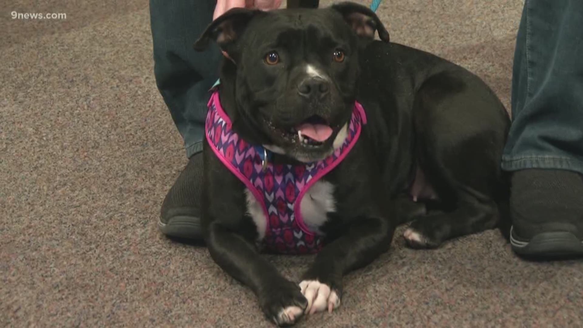 Hopper is a 2-year-old English Bulldog mix who will make the right family very happy. To adopt Hopper call the Adams County Animal Shelter at 720-523-7387.