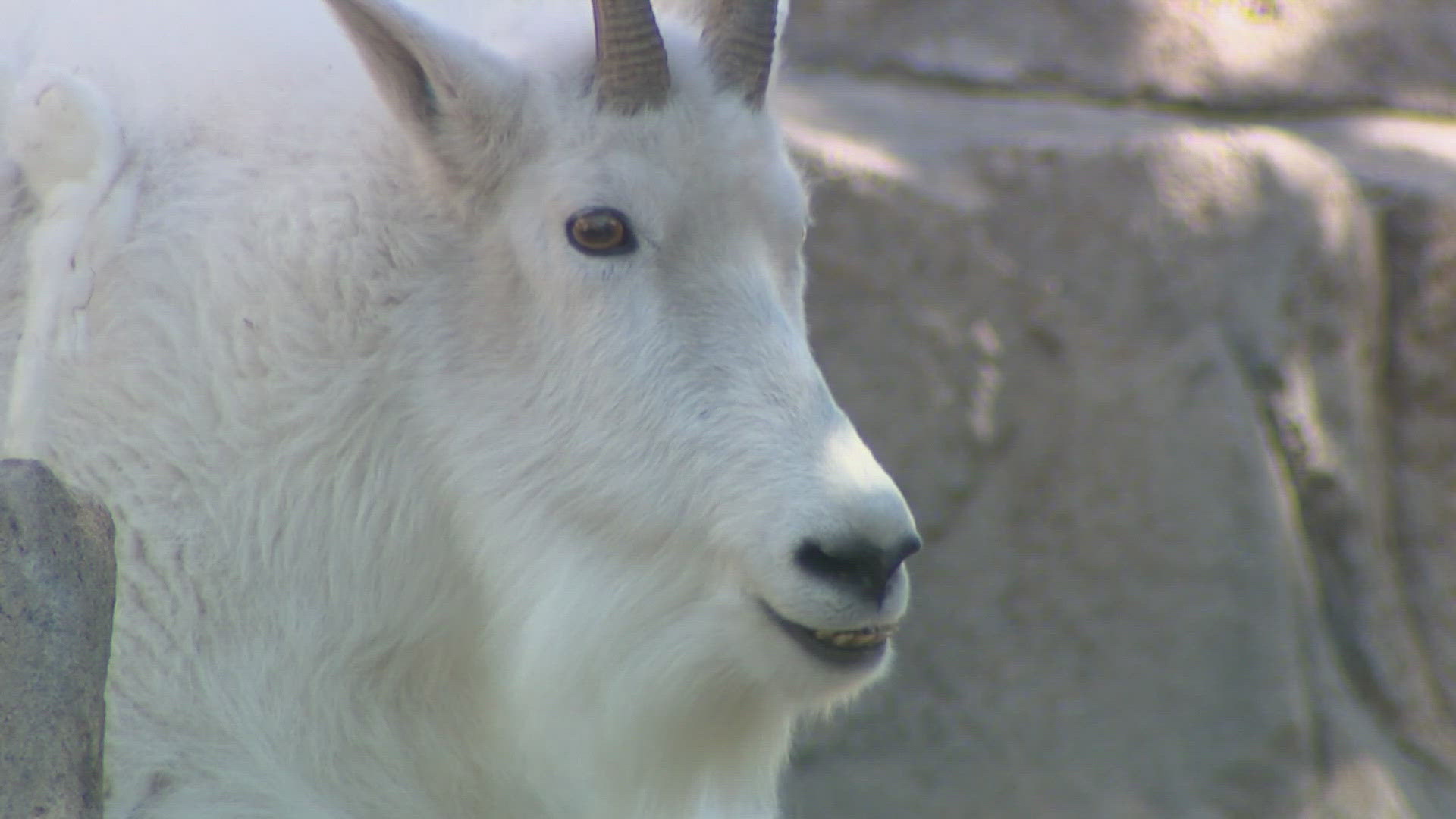 The Denver Zoo Conservation Alliance is conducting research on Mount Blue Sky. They want to know what brings Mountain Goats, Big Horn Sheep and people together.