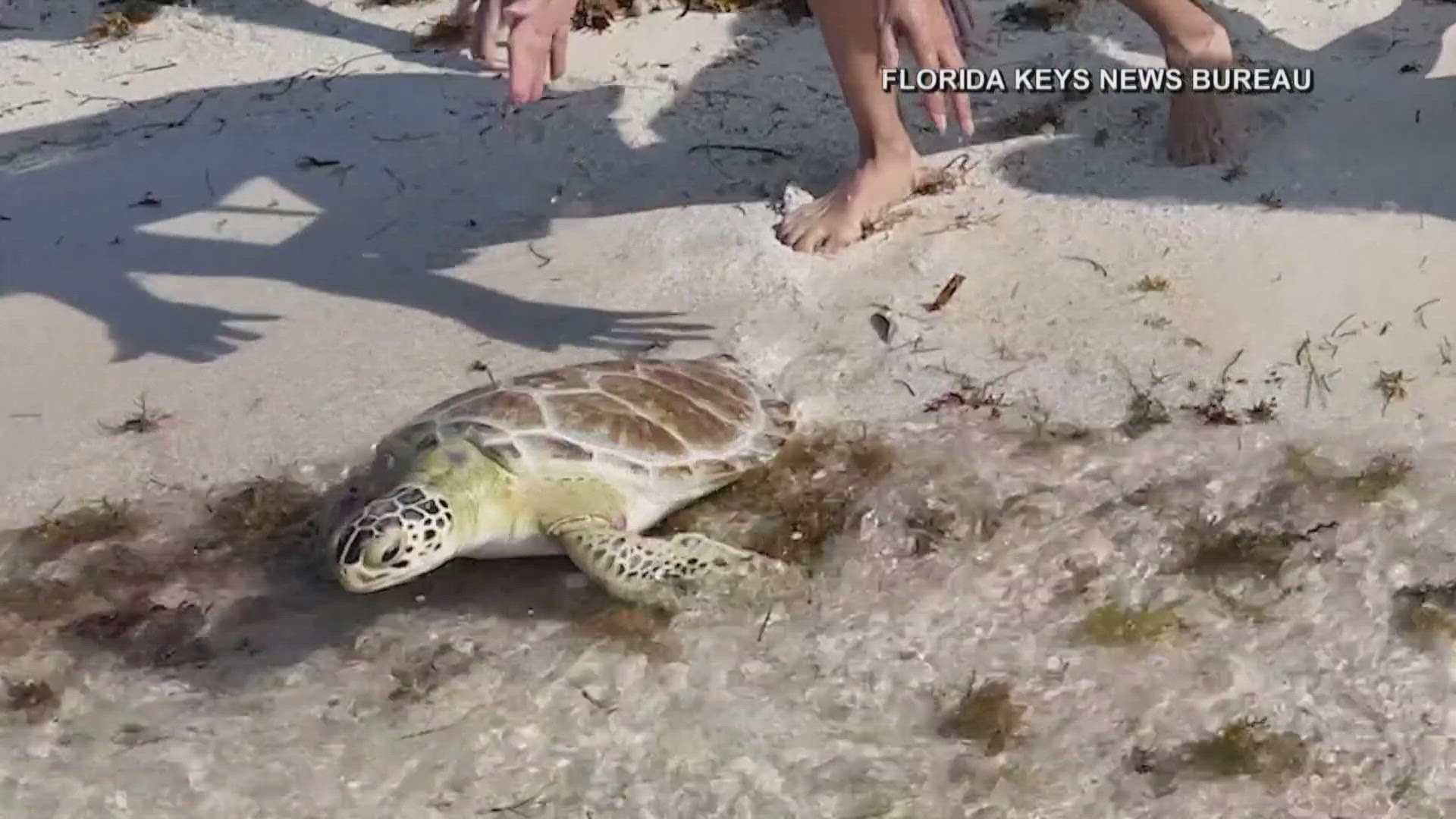 Workers from a Florida turtle hospital released two turtles that were rescued last year after they both needed surgery to remove tumors.