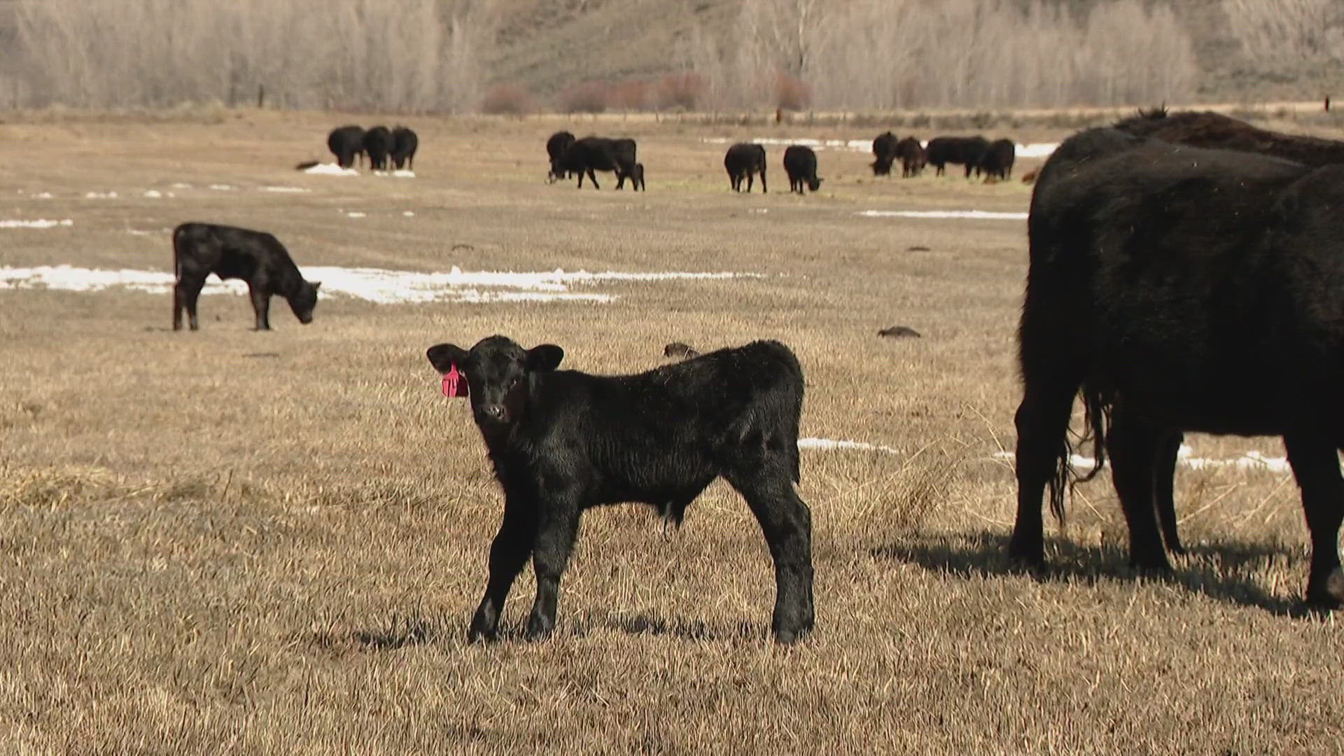 The move comes after eight cattle were killed by wolves in Jackson and Grand counties in one month - including five cattle from the same ranch in Grand County.