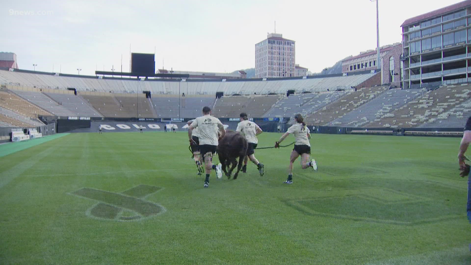 Ask any CU fan about ramblin' Ralphie, and you quickly realize she's a point of Buff pride.