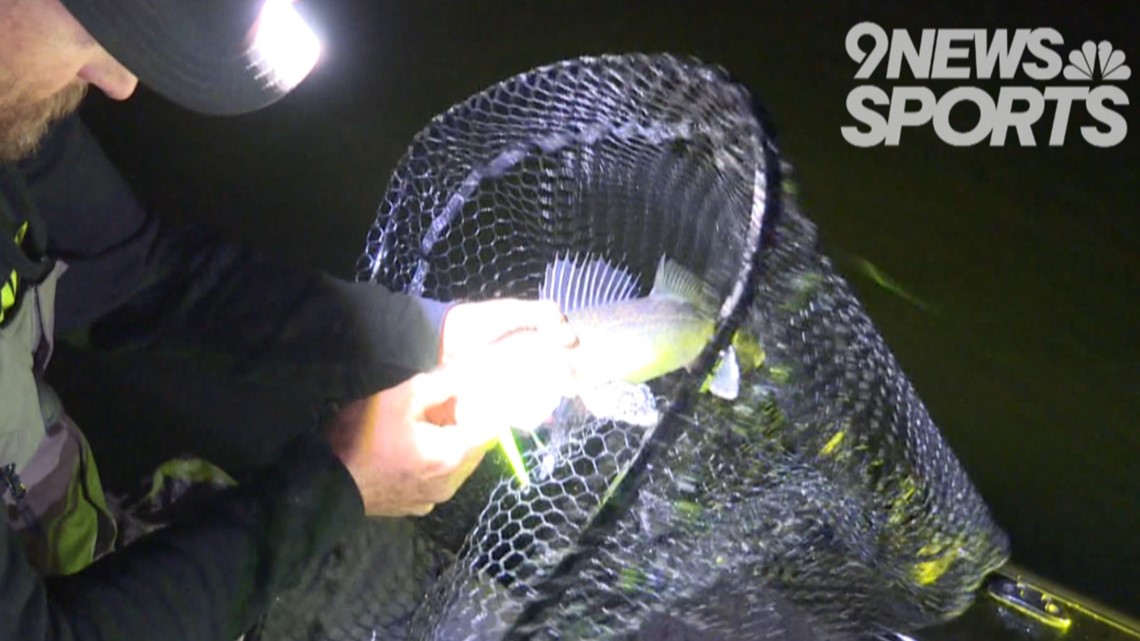 Hooking hungry walleye nighttime hobby at Chatfield Reservoir
