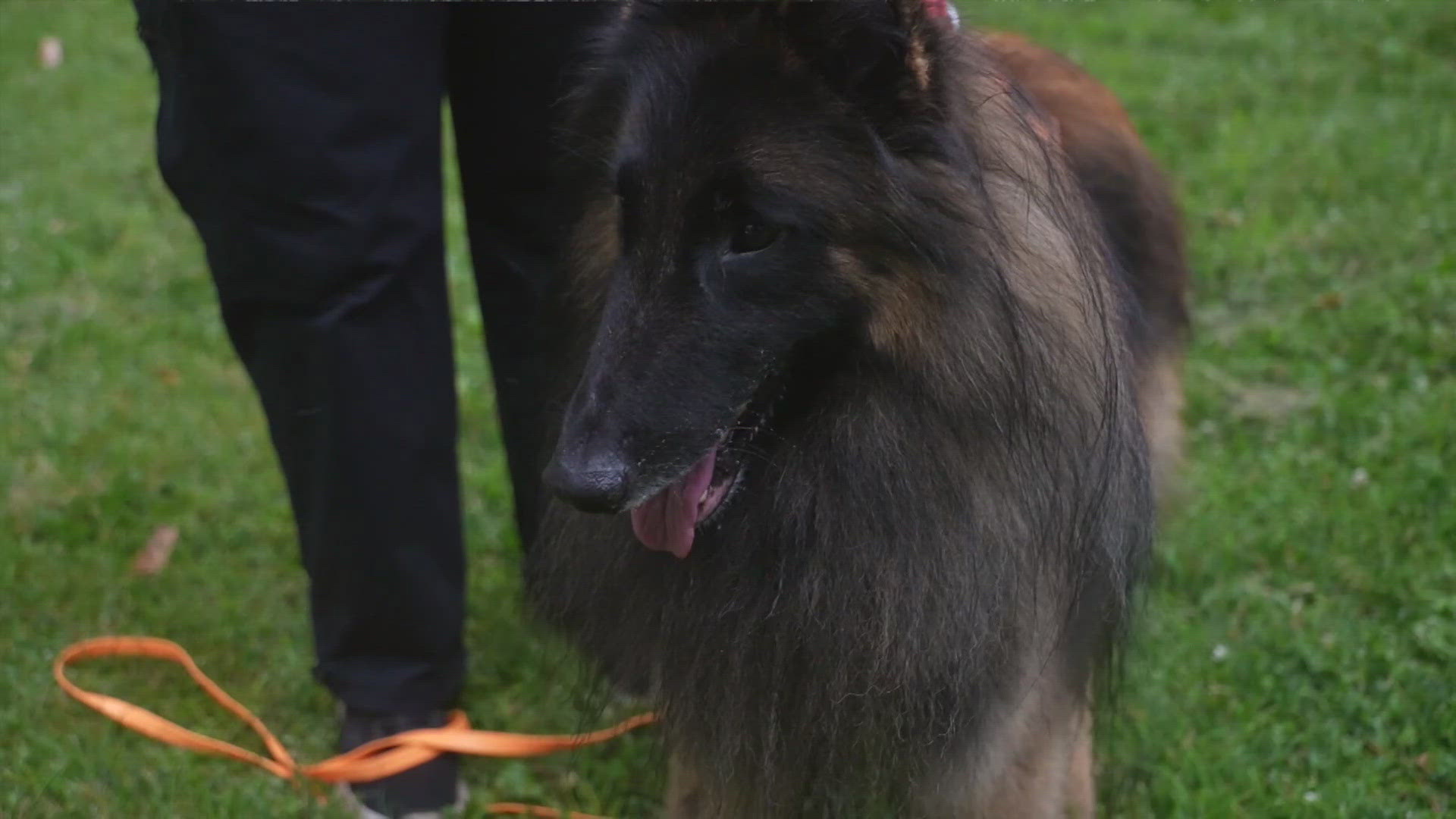 Search dog helping find missing pets from Aspen Acres Fire