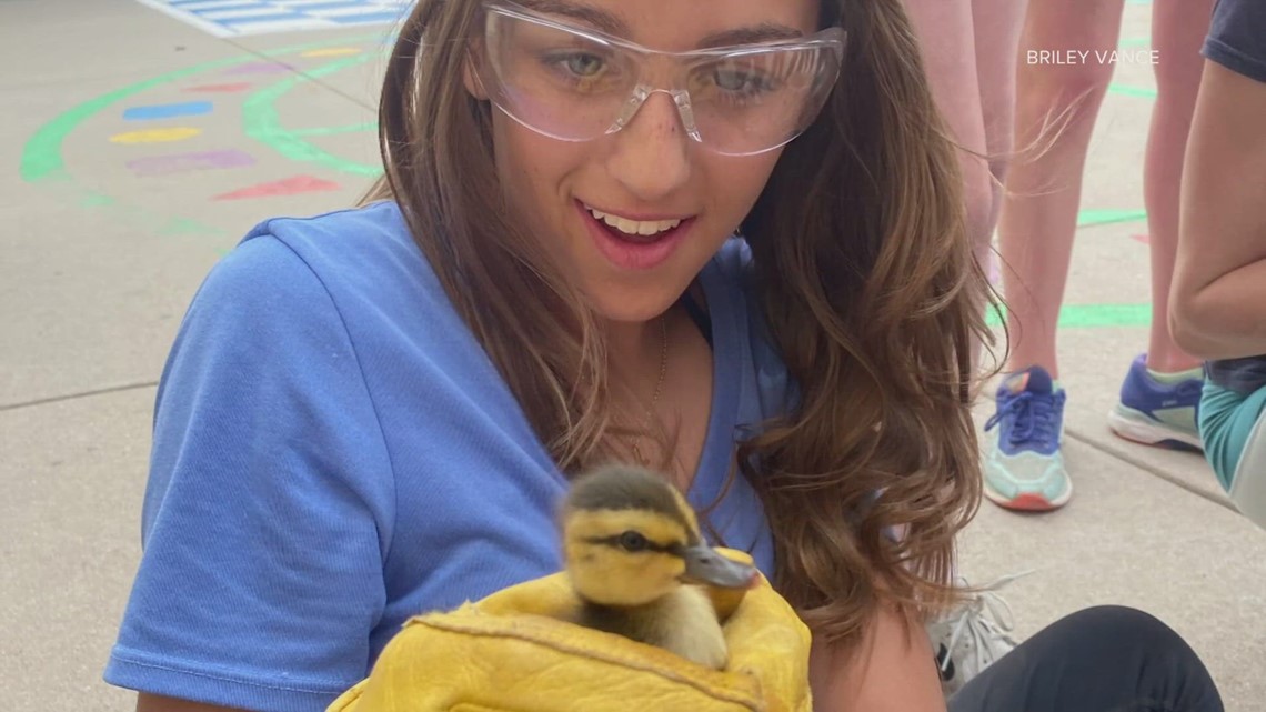 Students help save ducklings while working on playground project