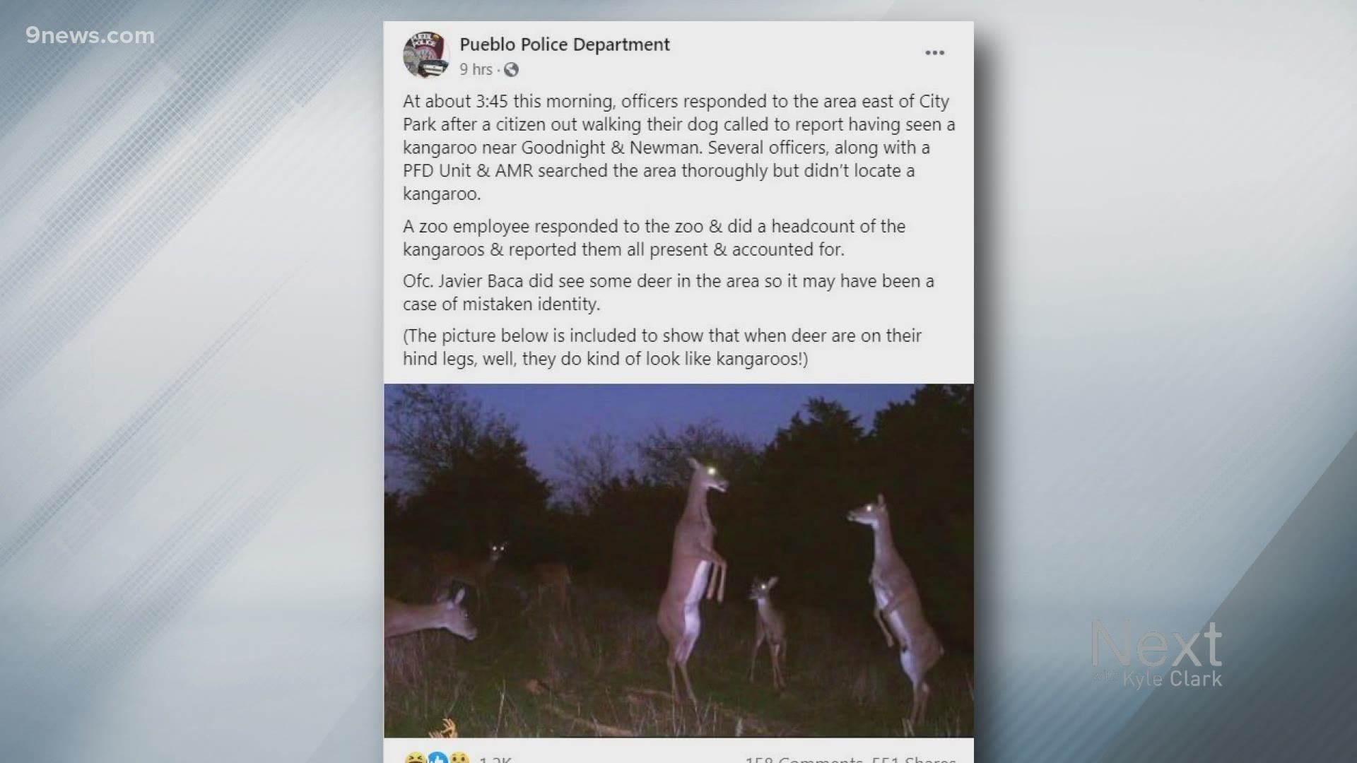 A case of poor animal identification in Pueblo means the search for Surprise the missing wallaby is still on.