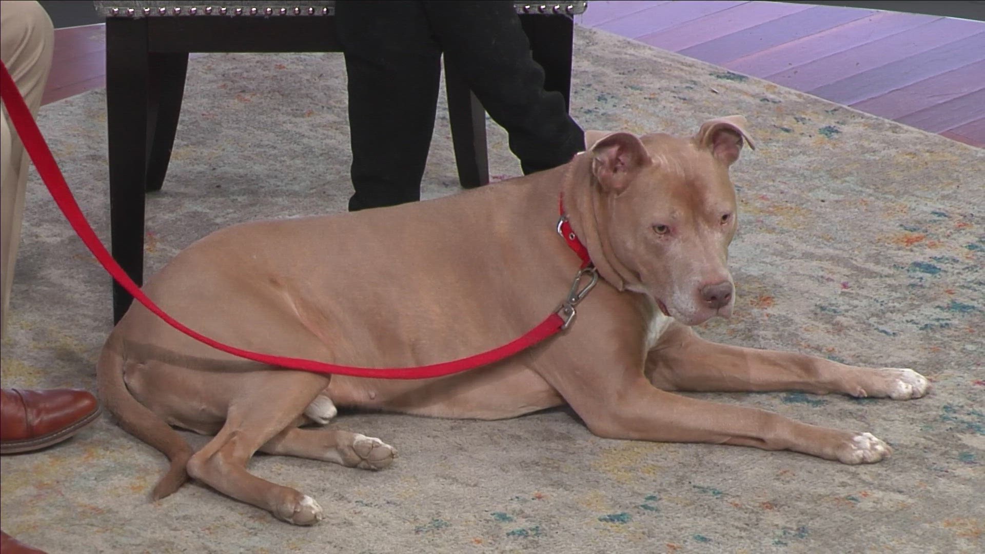 Bruce is among about 800 dogs across the country taking part in the canine cancer prevention trial.