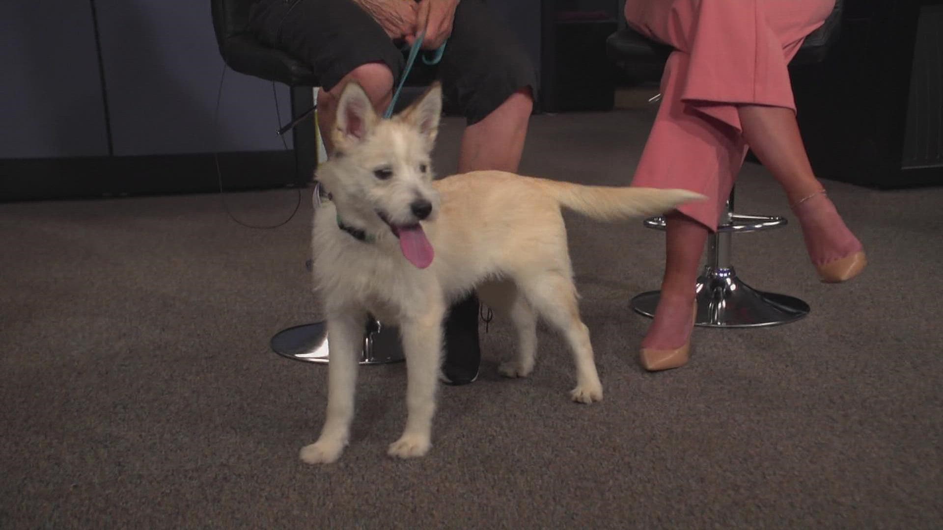 Hannah Banana, a sweet, soft puppy, is looking for her forever home. You can learn more about her at the Denver Animal Shelter.