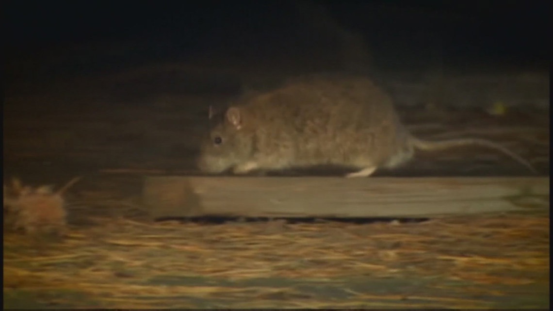 Colorado health officials confirm deadly hantavirus case