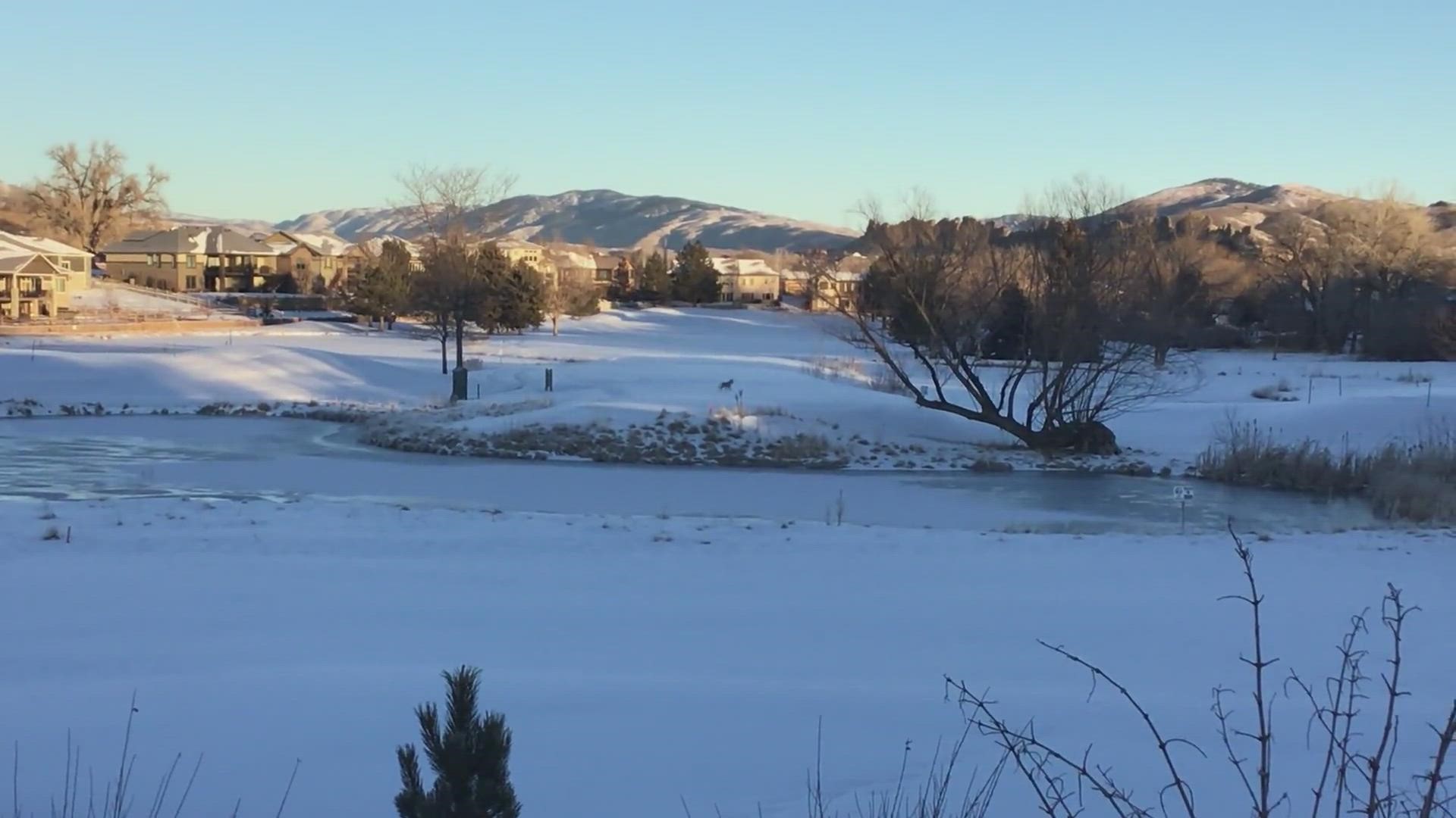 I spotted three coyotes on the golf course looking for food. I got two of them in this short video.
Credit: Brian Buckmaster