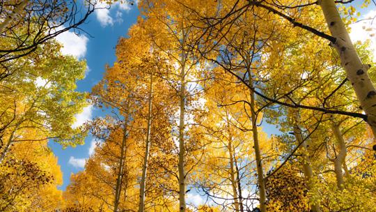 Colorado fall colors guide: When and where leaves peak in 2022 | 9news.com