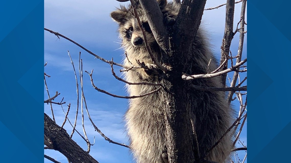 A raccoon got a peanut butter jar stuck on his head, West Metro Fire