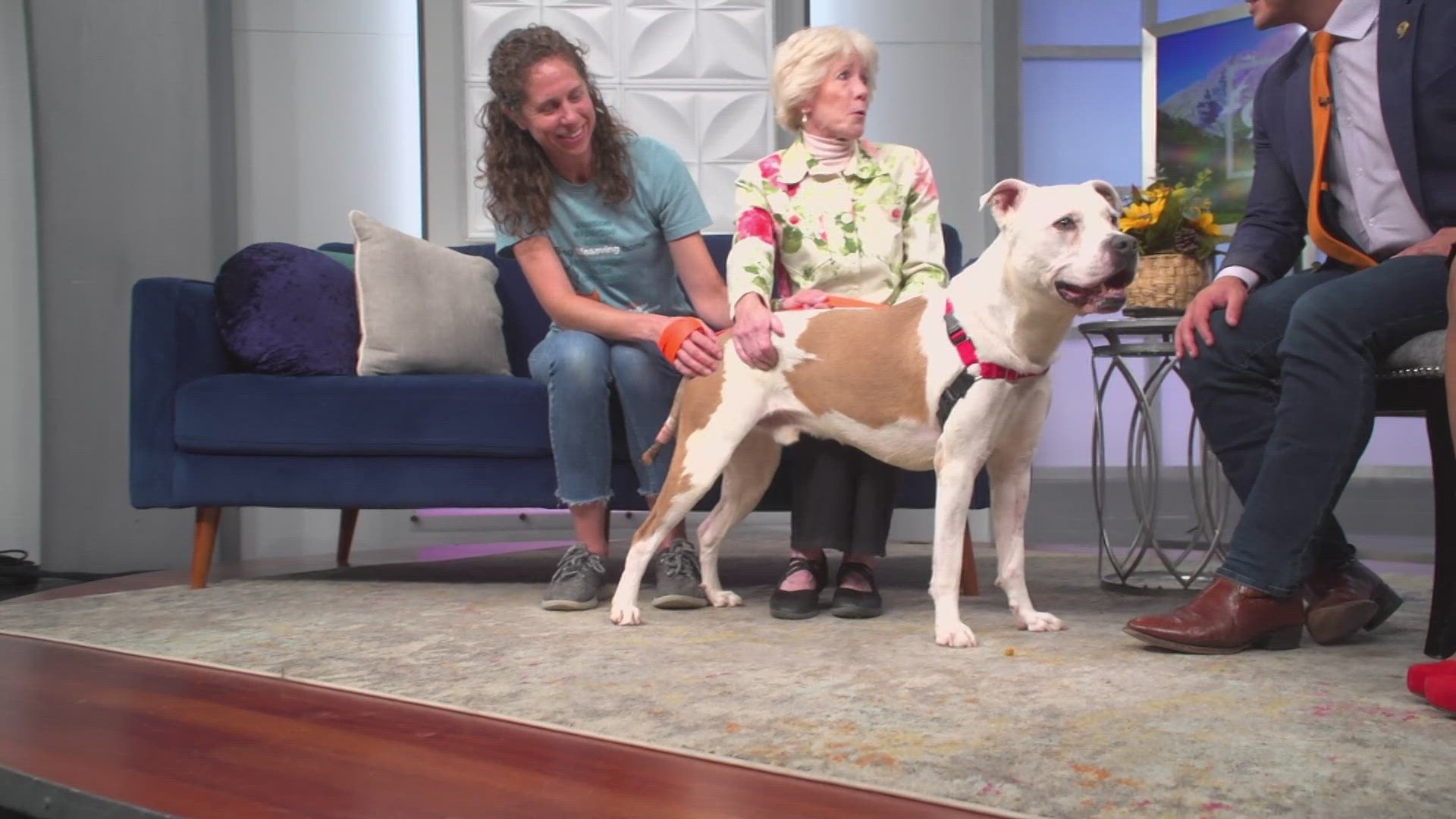 Champagne came to Maxfund's Dog House from Washington. He's a cuddly, sweet dog looking to find his forever home.