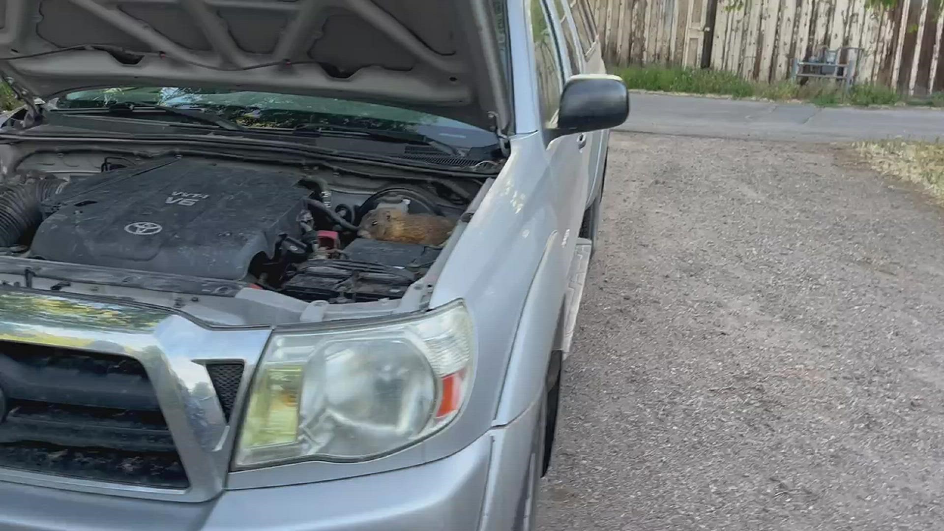 A Durango man found the two furry stowaways inside the engine compartment of his truck after hiking in La Plata Canyon.