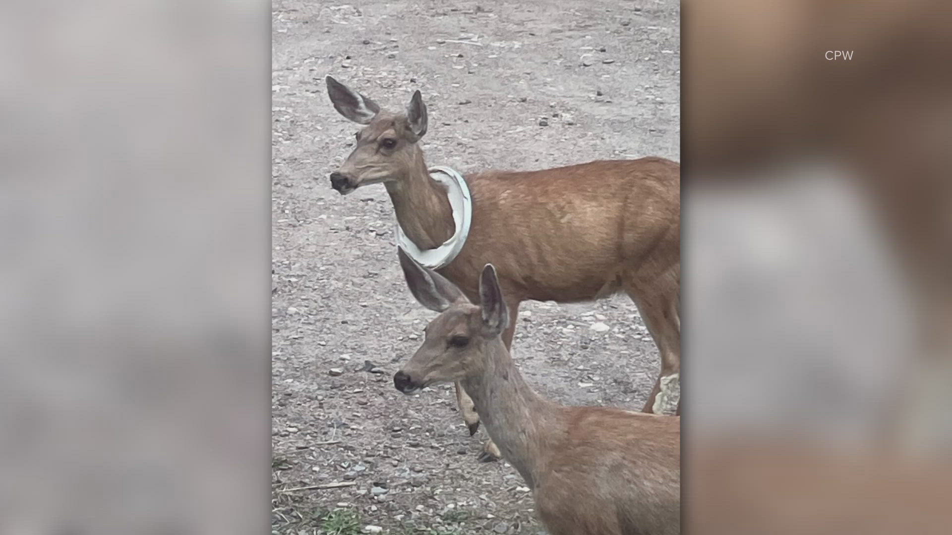 After nearly a month, Colorado Parks and Wildlife finally removed a broken bucket lid that got stuck around a mother mule deer's neck.