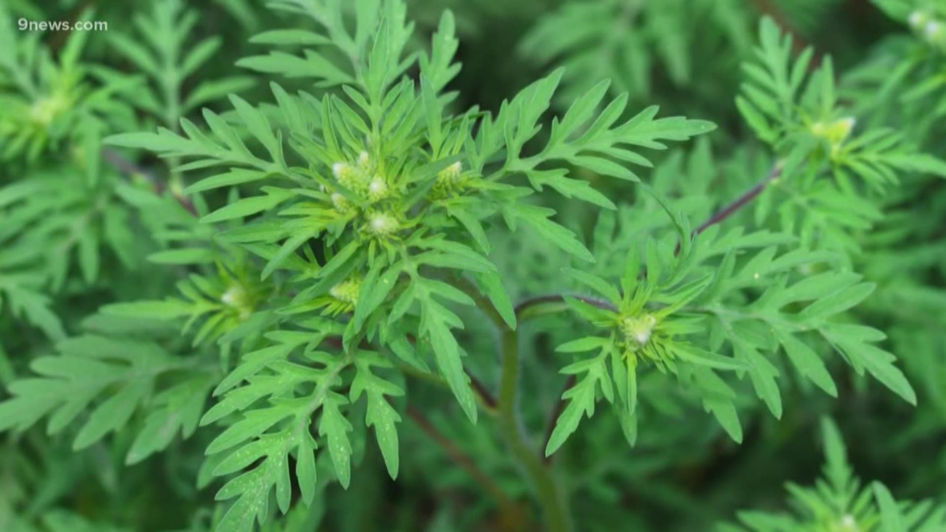 That weather has impacted the crops and the changing of the fall leaves. Cory Reppenhagen spoke to experts Monday about how it has also extended the allergy season.