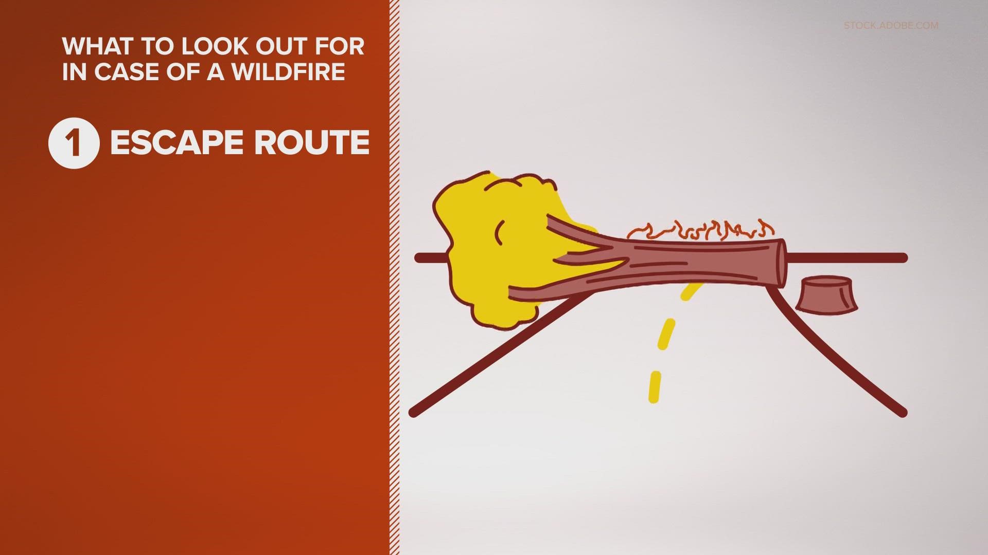 Rattlesnake vaccine for dogs What you need to know