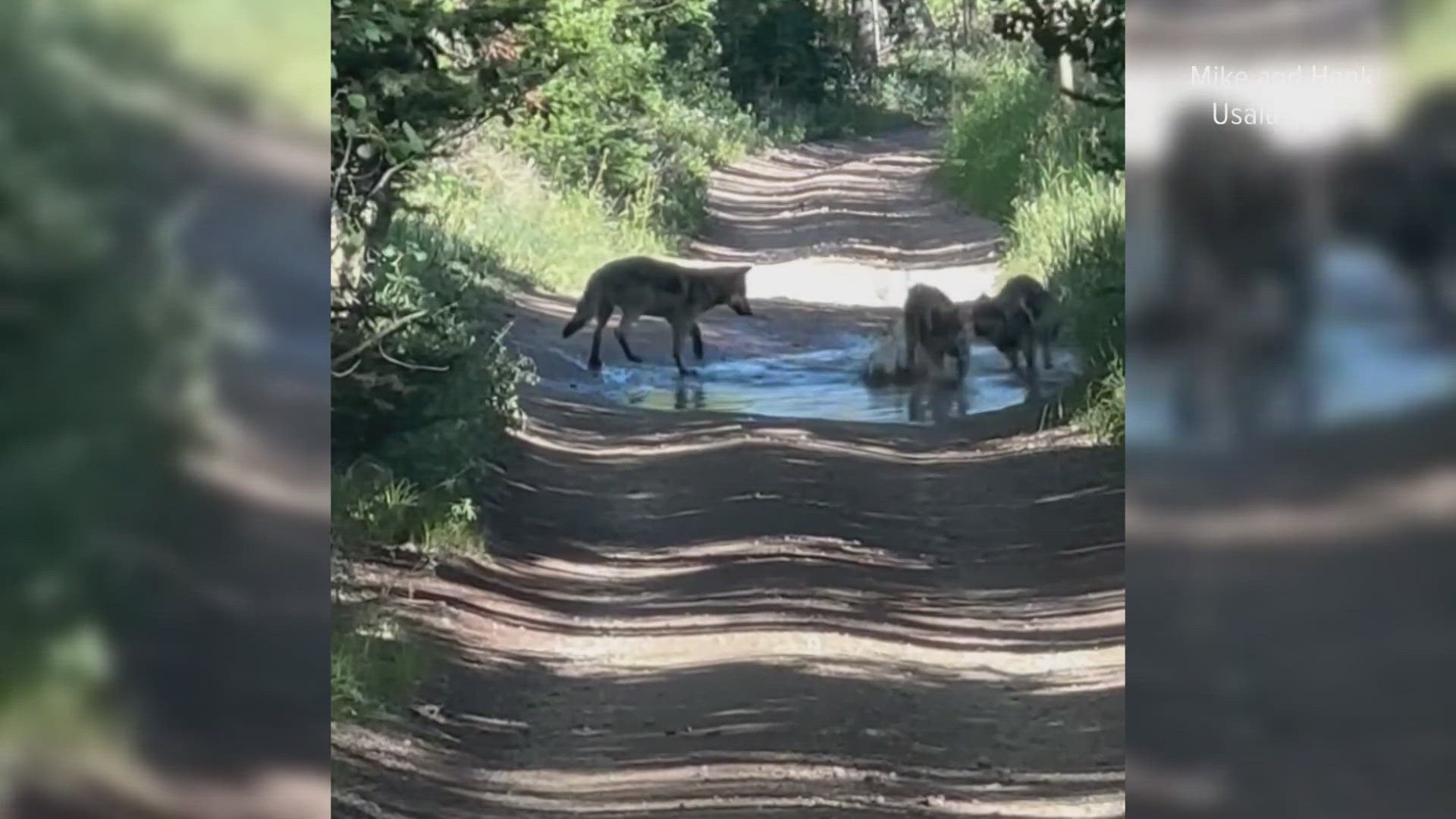 Colorado Parks and Wildlife is working to capture and relocate wolves from a pack that has killed livestock, the agency said Tuesday.