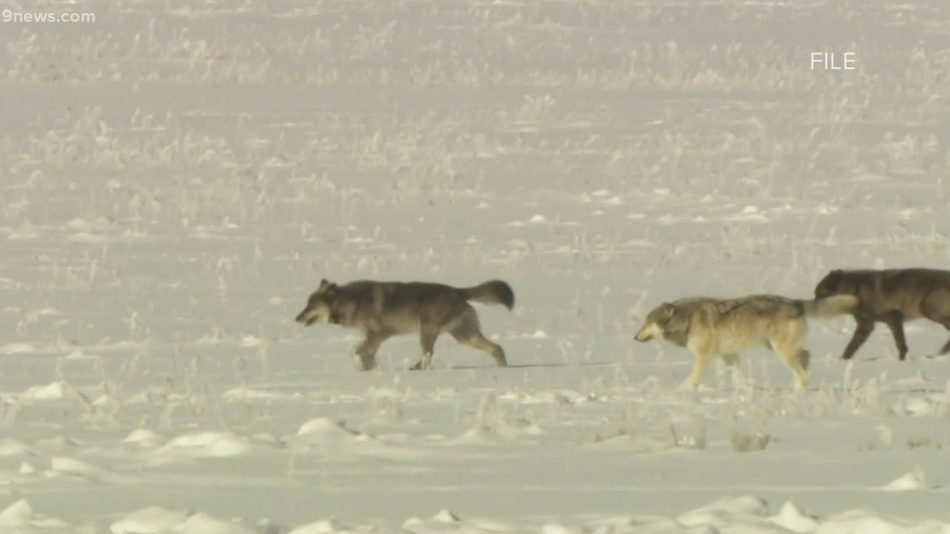 gray wolf pups spotted colorado first