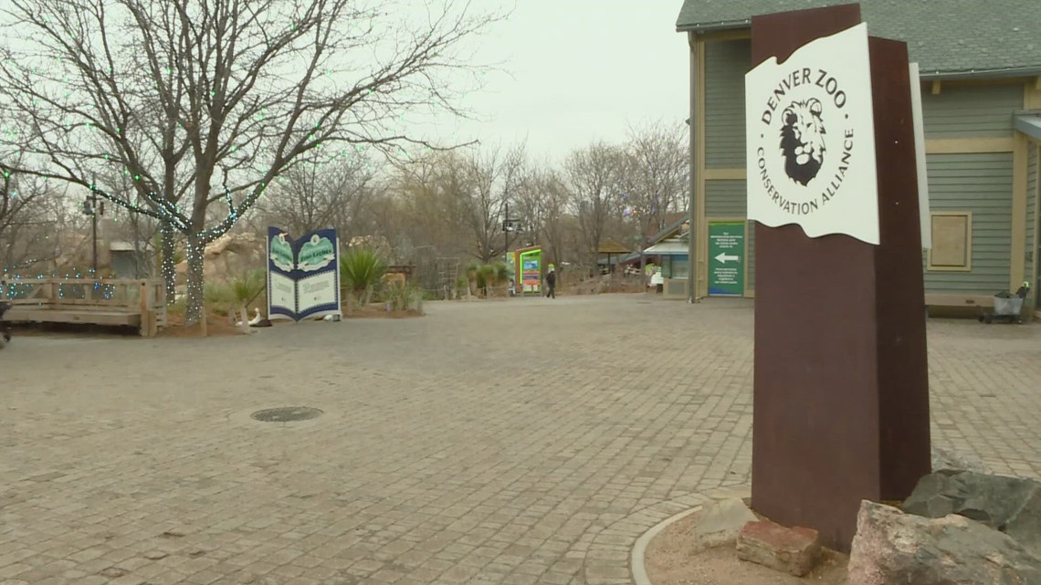 Southern tamandua baby at Denver Zoo dies after premature birth