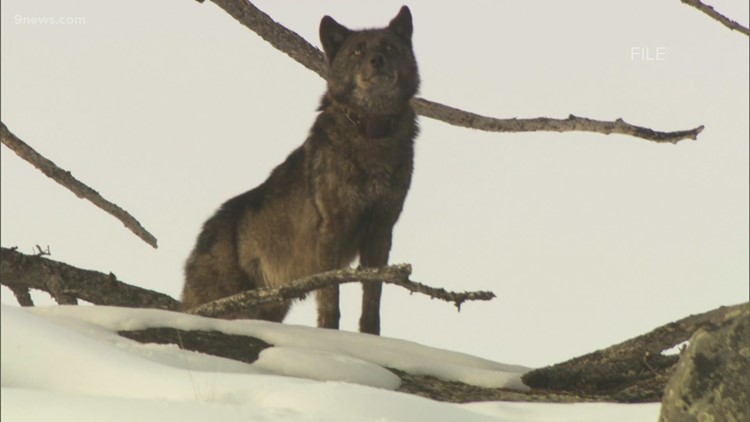 Rancher's border collie dies in wolf attack