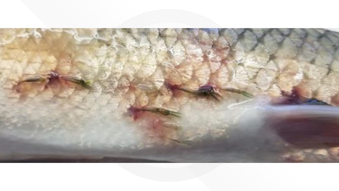 Larimer County fish being killed off by parasitic worm