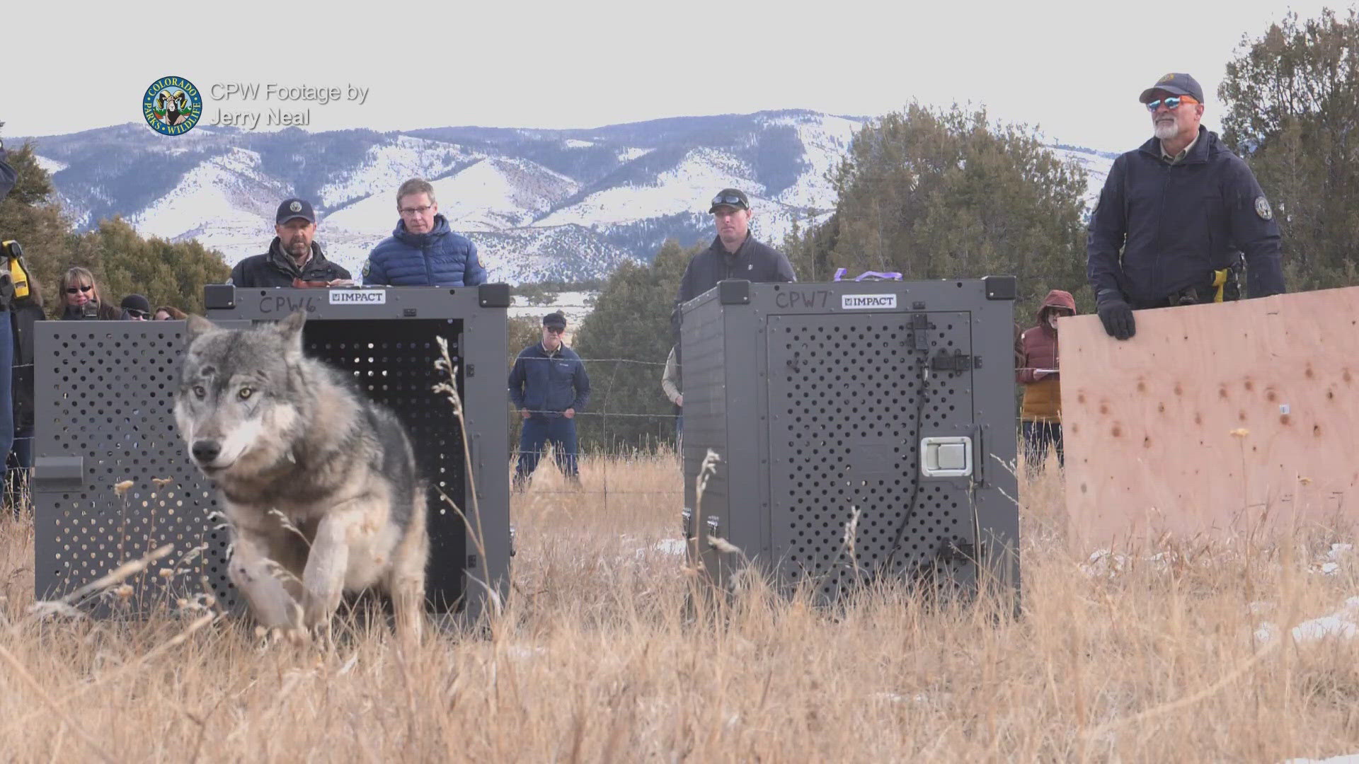 CPW said they identified the wolf as part of the group brought to Colorado from Oregon.