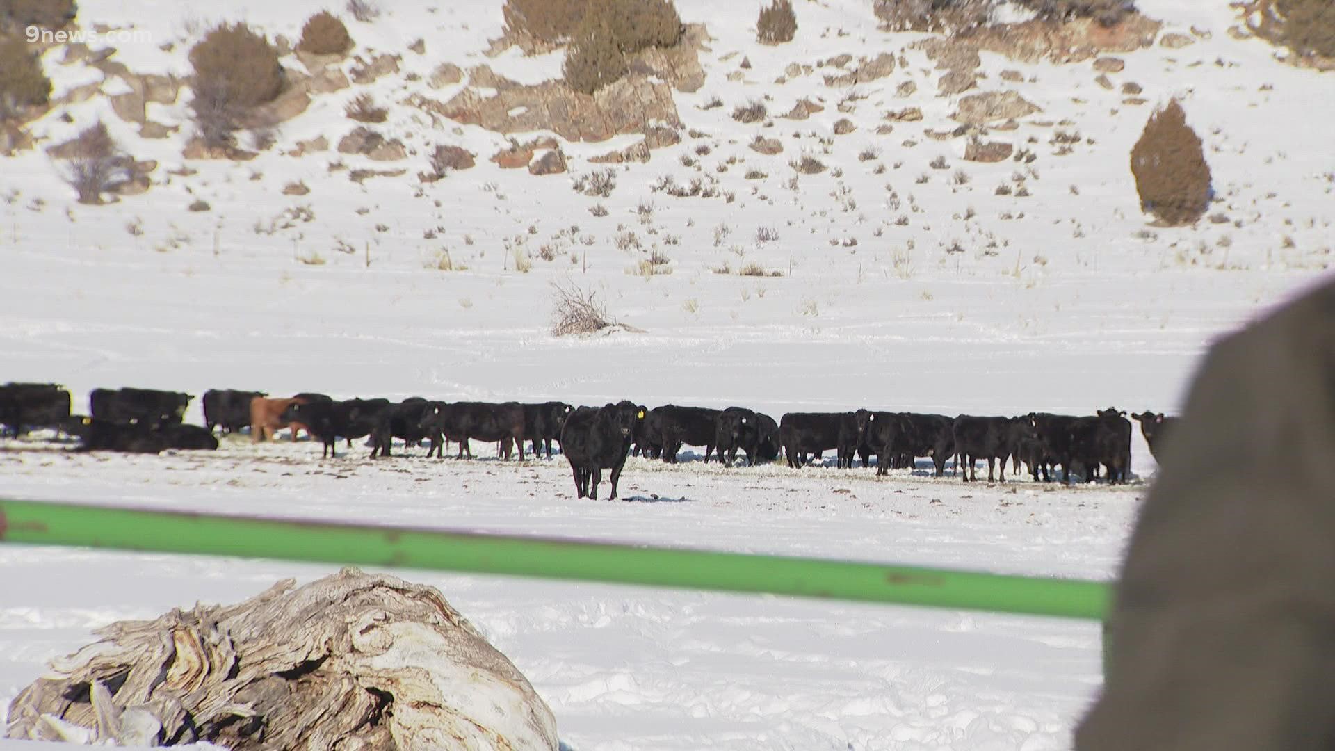 Next Question What's the reimbursement rate if Colorado ranchers