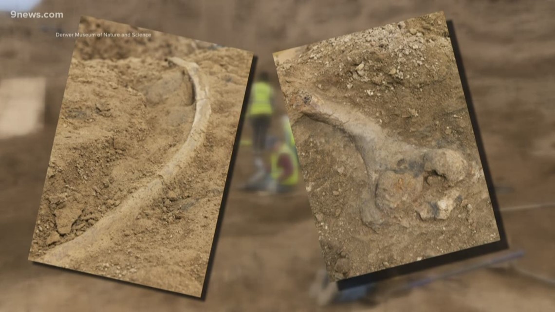 Dinosaur bones found in Colorado provide lesson for students