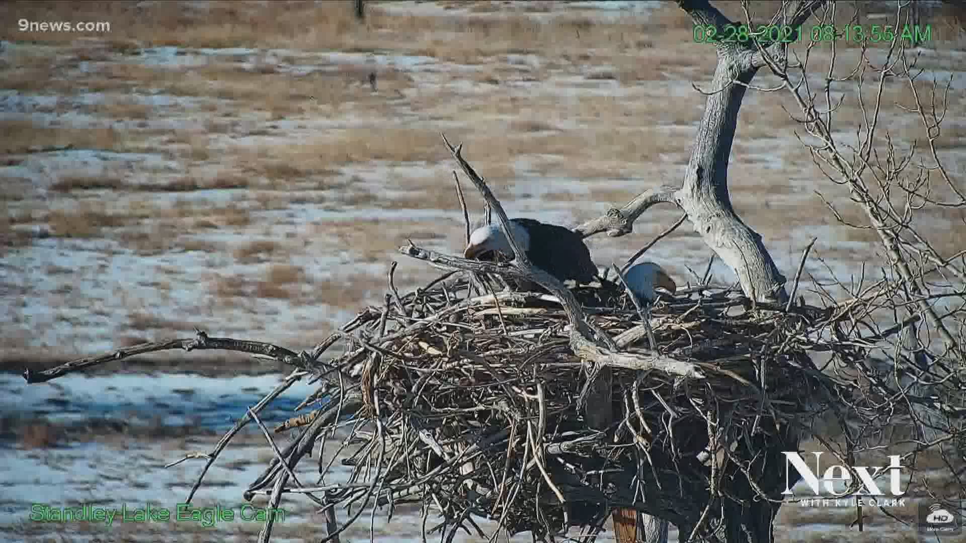 A year after drama erupted at the Standley Lake eagle's nest, F420 is a mom.
