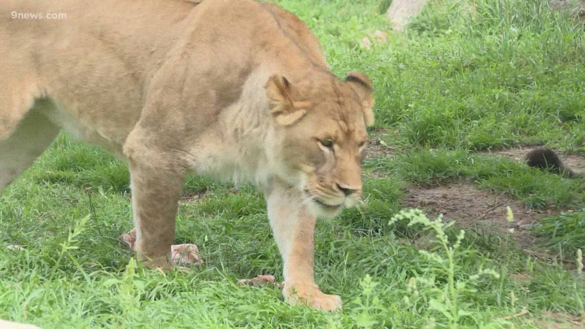 Some animals housed at the Denver Zoo will begin receiving vaccinations against COVID-19.