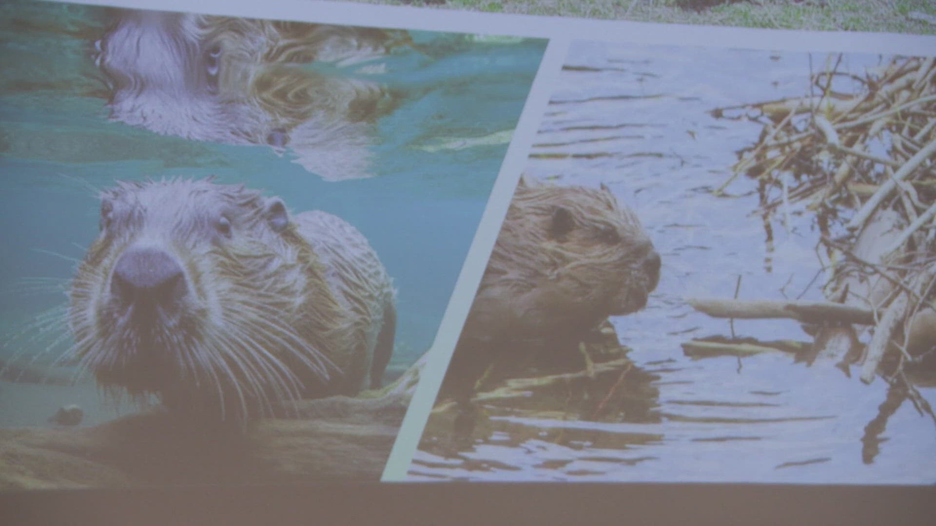 BeaverCON had hundreds of people come to Boulder to appreciate and talk about beavers.