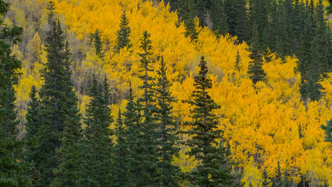 Where to see fall colors in Colorado this weekend | 9news.com