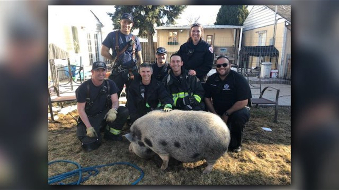 Potbellied pig rescued from Aurora window well