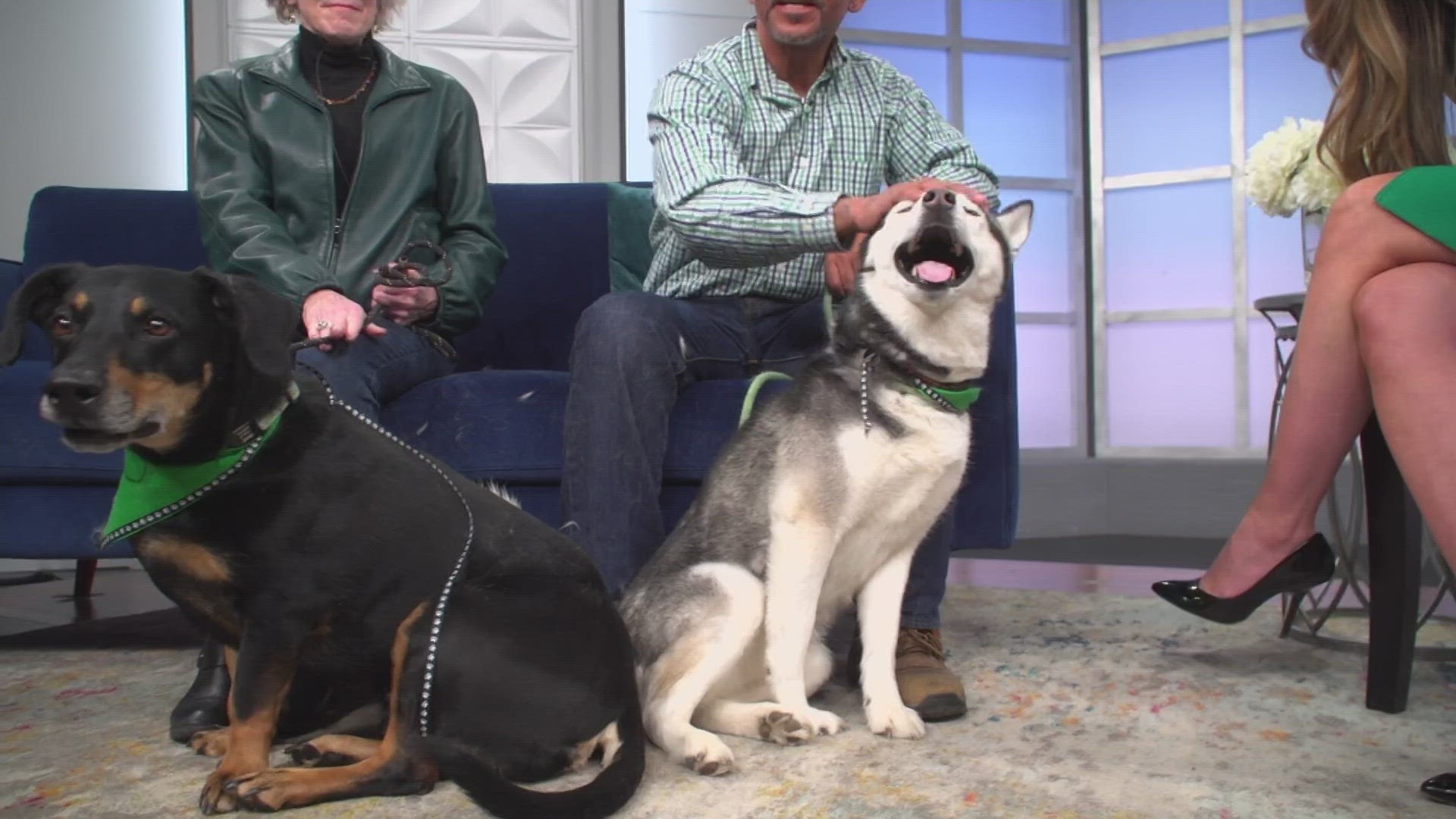 Meet Duke and Octane! They are up for adoption at MaxFund Animal Adoption Center, go to maxfund.org to learn more.