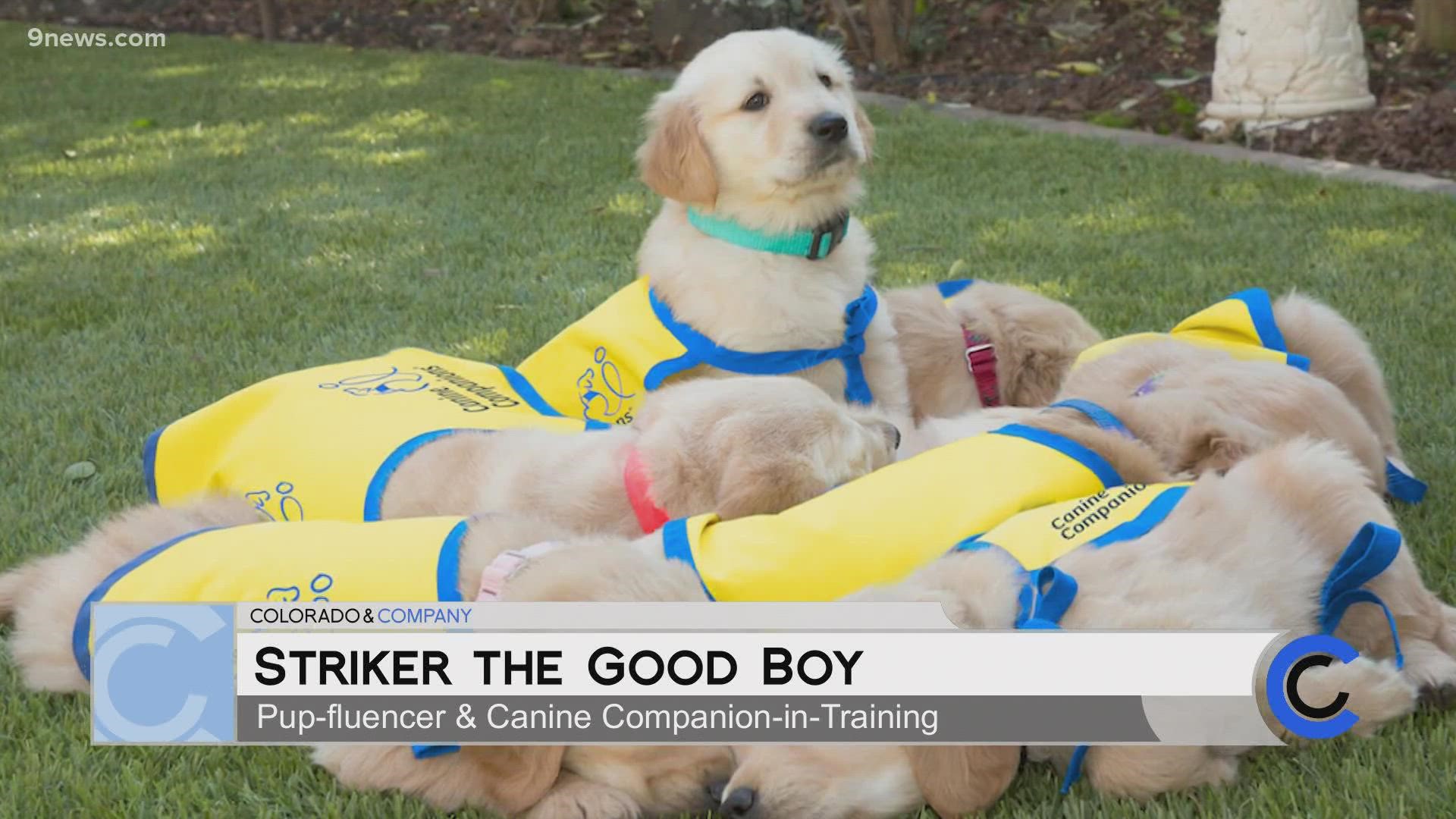 Check out Striker at the Switchbacks games next season! Learn more about the amazing work being done at Canine Companions at Canine.org.
