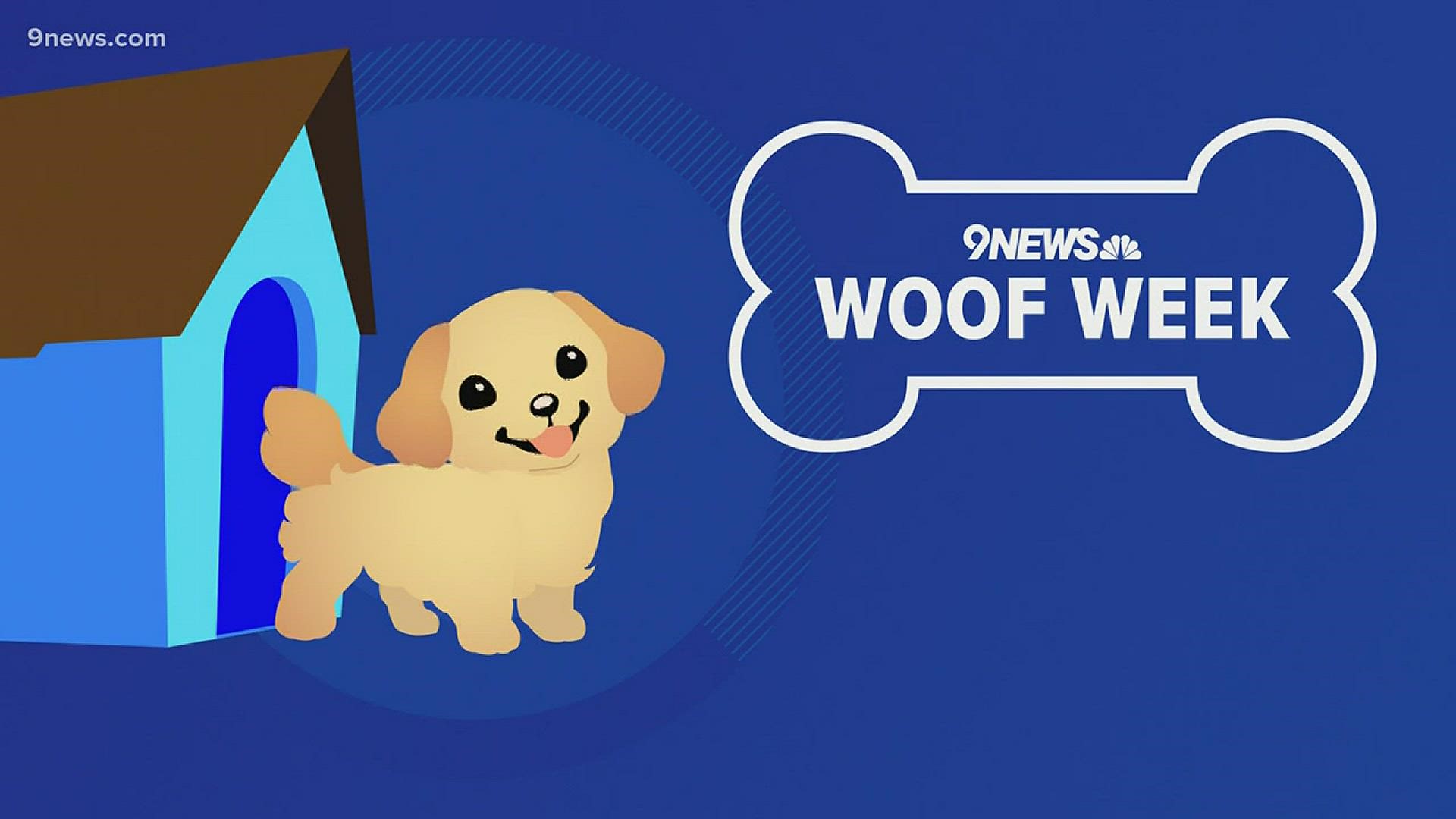 According to the dog sitting app Rover, Americans underestimate the cost of owning a dog.