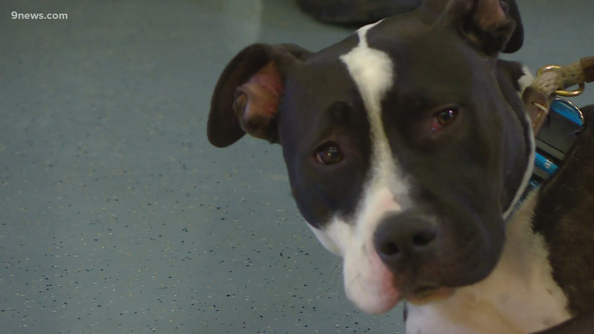 Owners still have to get their pitbull dogs permitted through Denver Animal Protection.