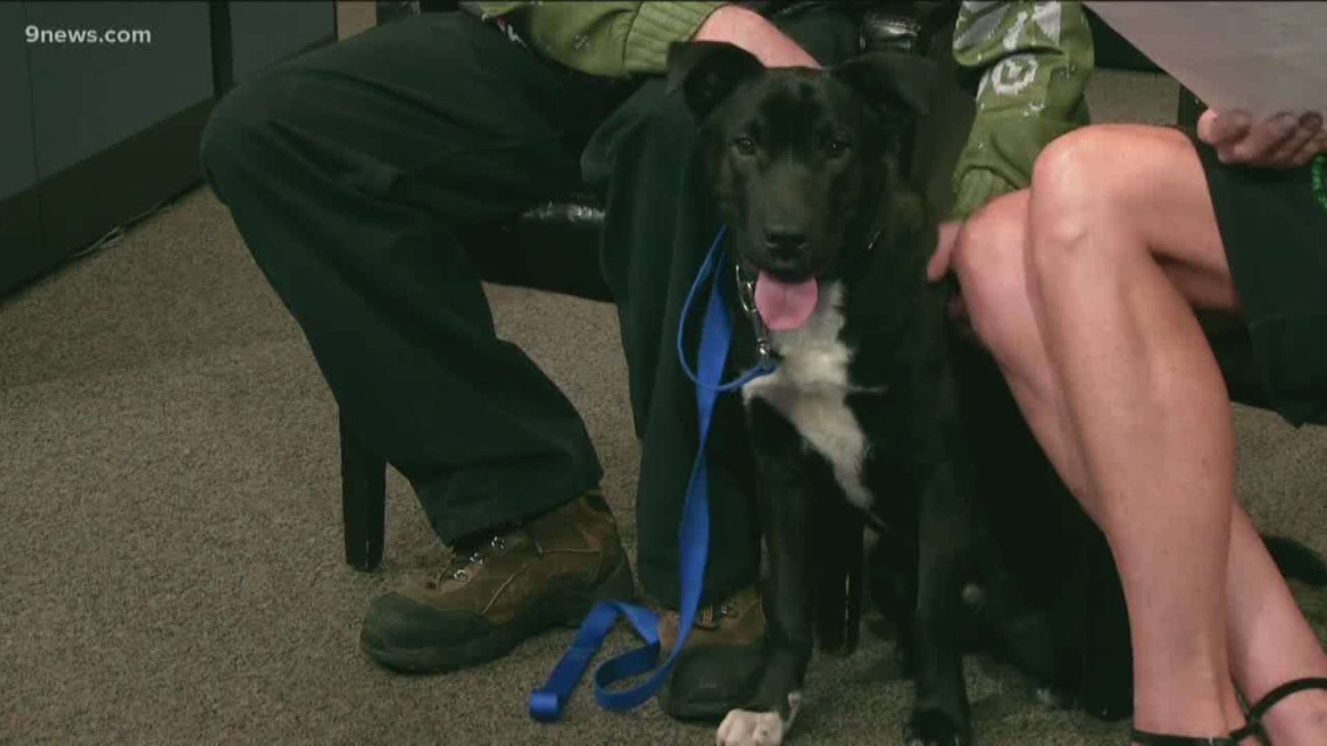 Shadow needs a forever home where he can get plenty of exercise! He's at the Humane Society of the South Platte Valley: 303-703-2938.
