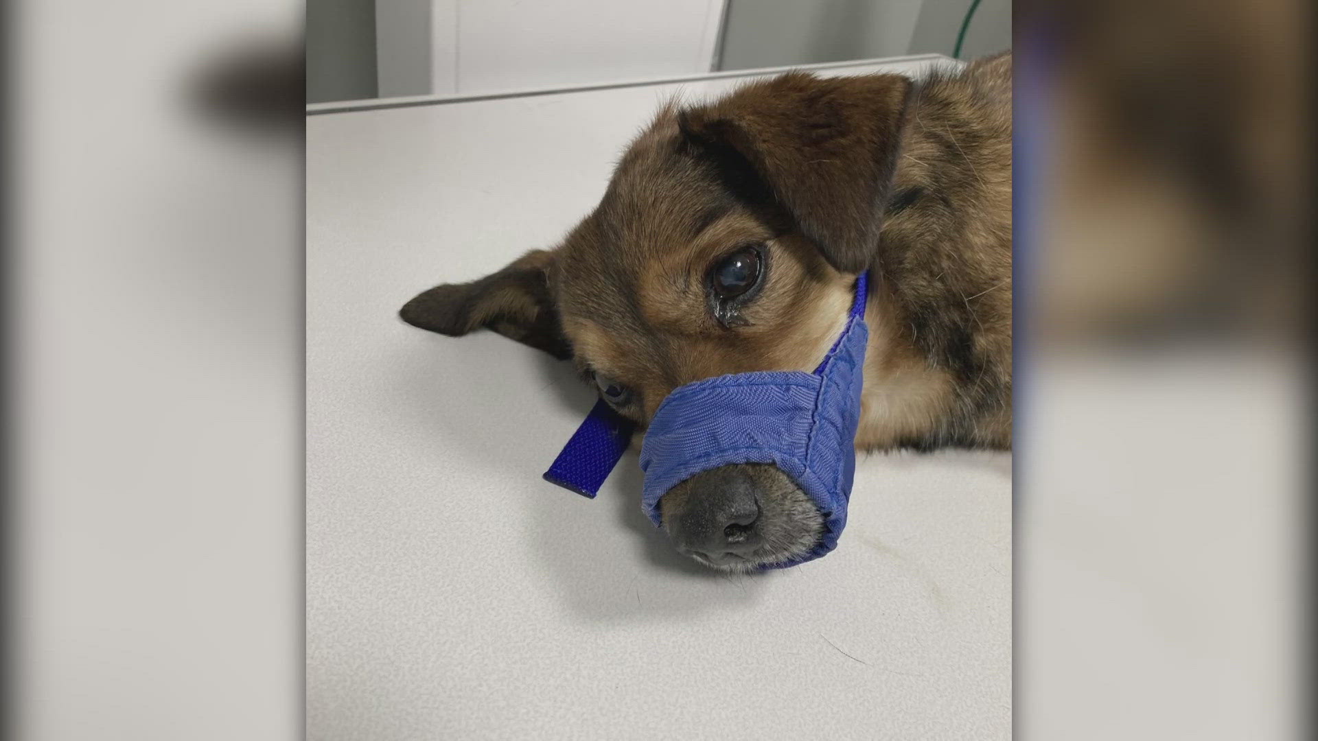 Dog dies after being thrown out of moving car | 9news.com