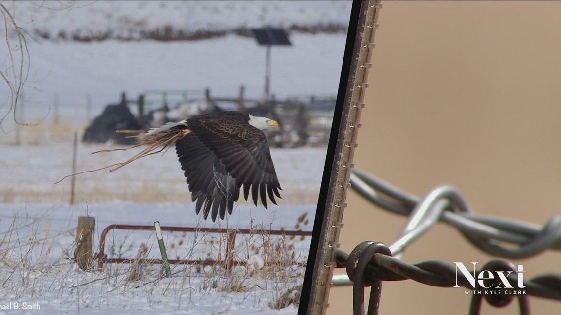 Park officials track well-being of Bald Eagle pair in Broomfield ...