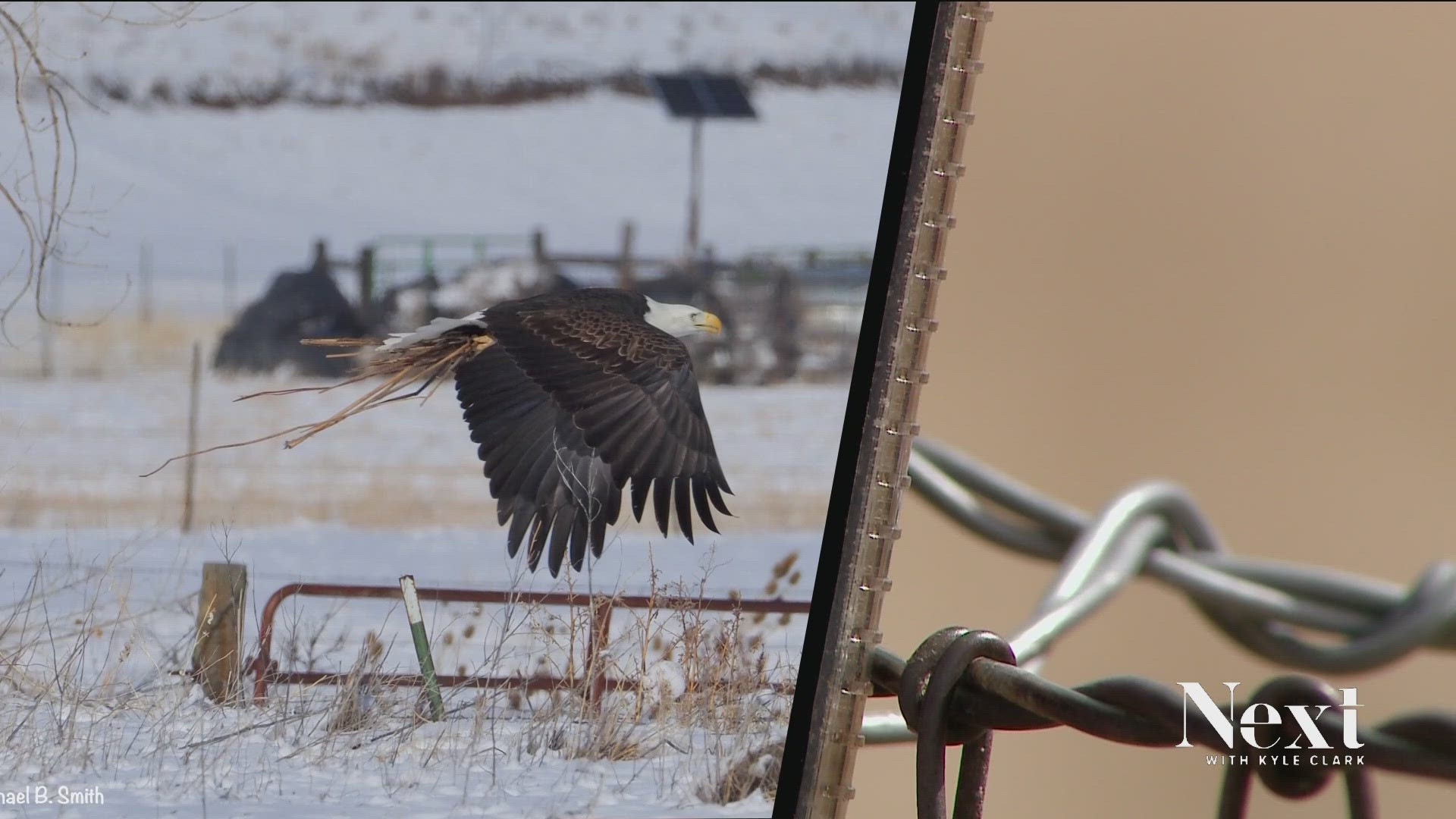 A pair of Bald Eagles has called Broomfield home for the past few years, and the community wants to keep them there for years to come.