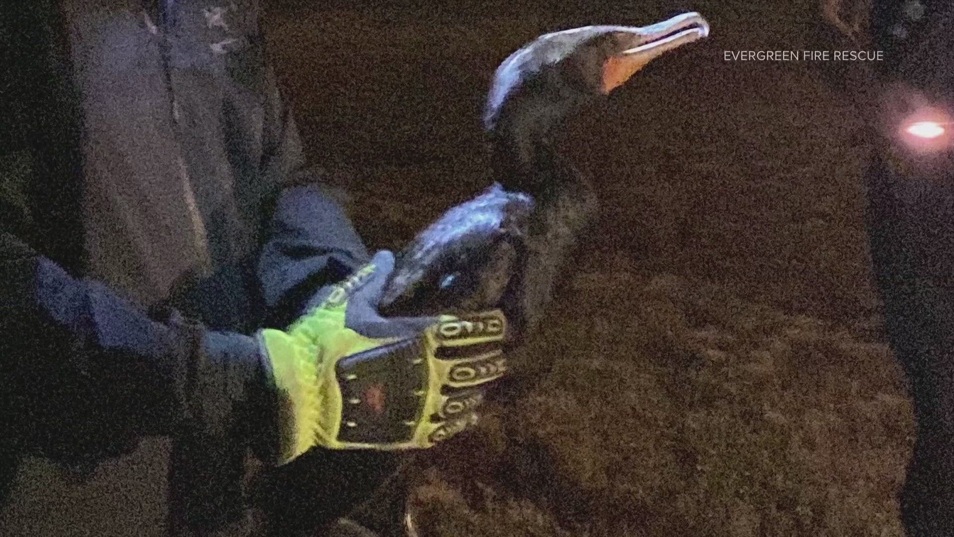 Evergreen Fire Rescue saves bird from tree | 9news.com