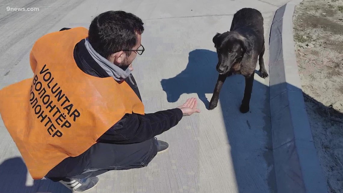 Colorado veterinarian helps Ukraine families fleeing with pets - Vimarsana News