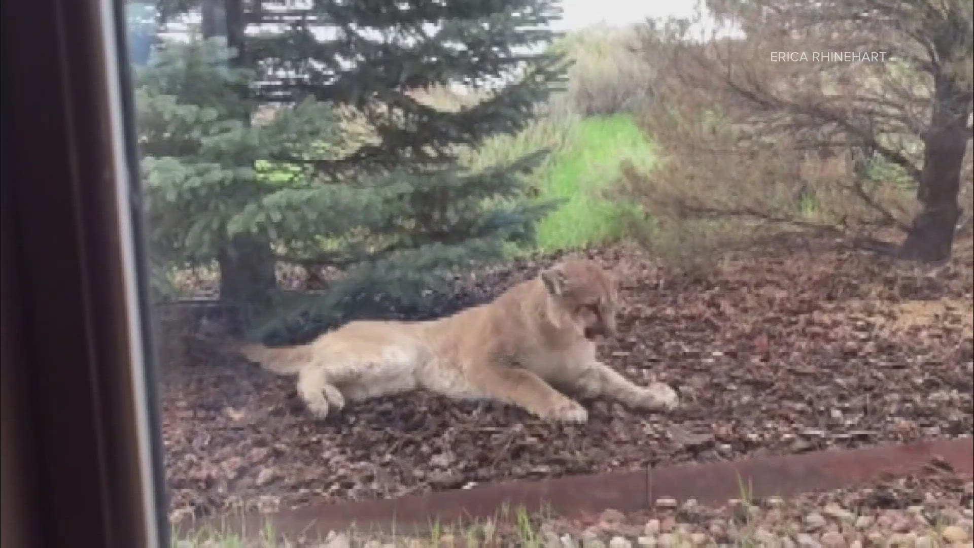 Staggering disease confirmed in Colorado mountain lion | 9news.com