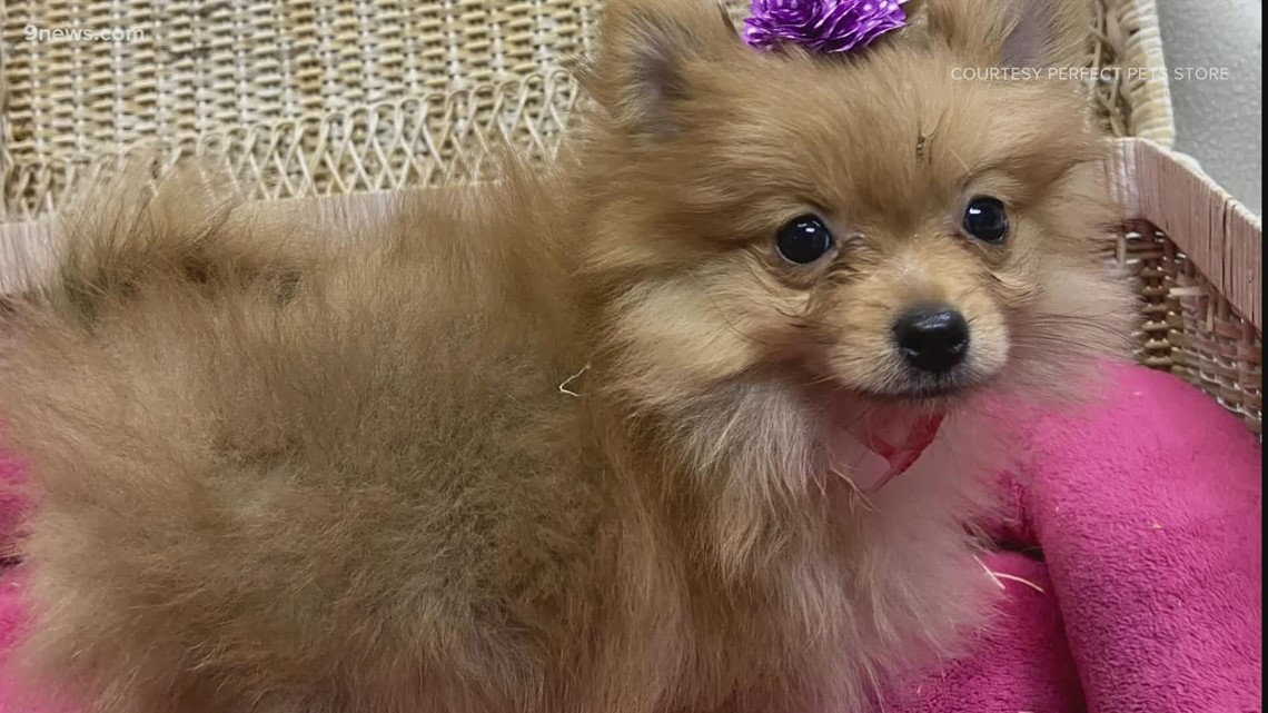 Anak anjing Pomeranian dicuri dari toko hewan peliharaan di Colorado