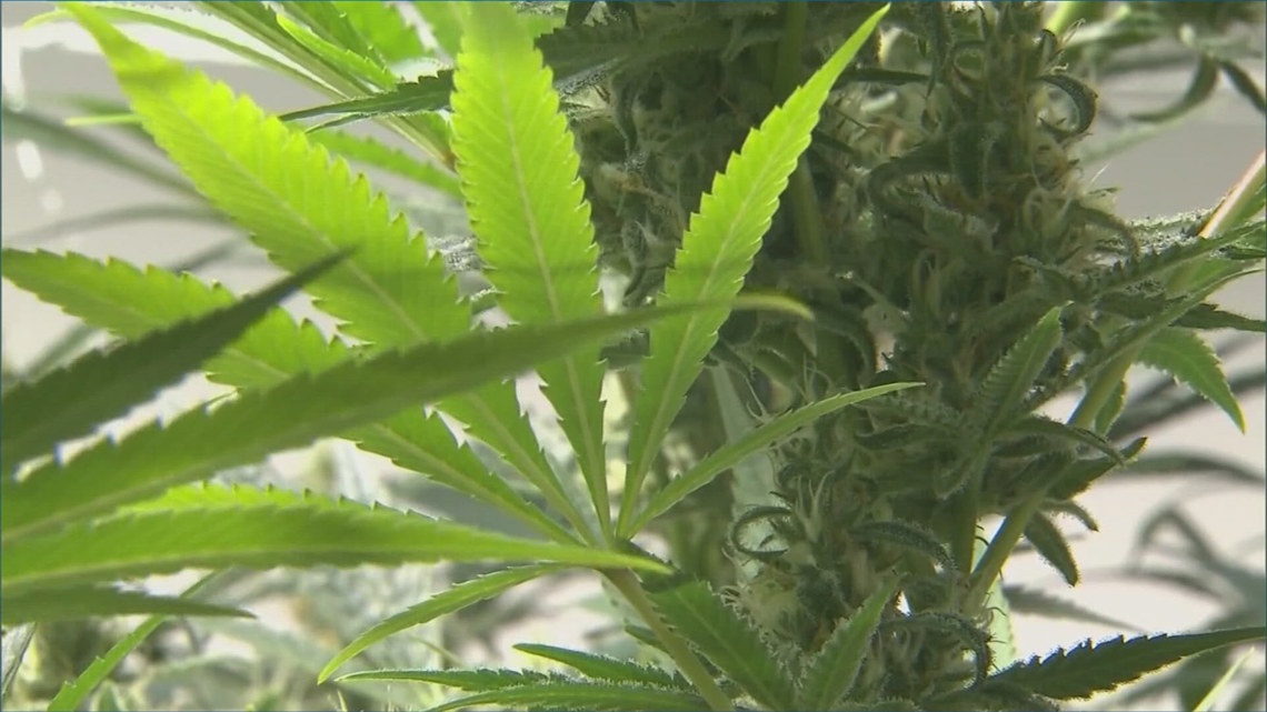 Cannabis company to close Denver grow facility, cut 132 jobs