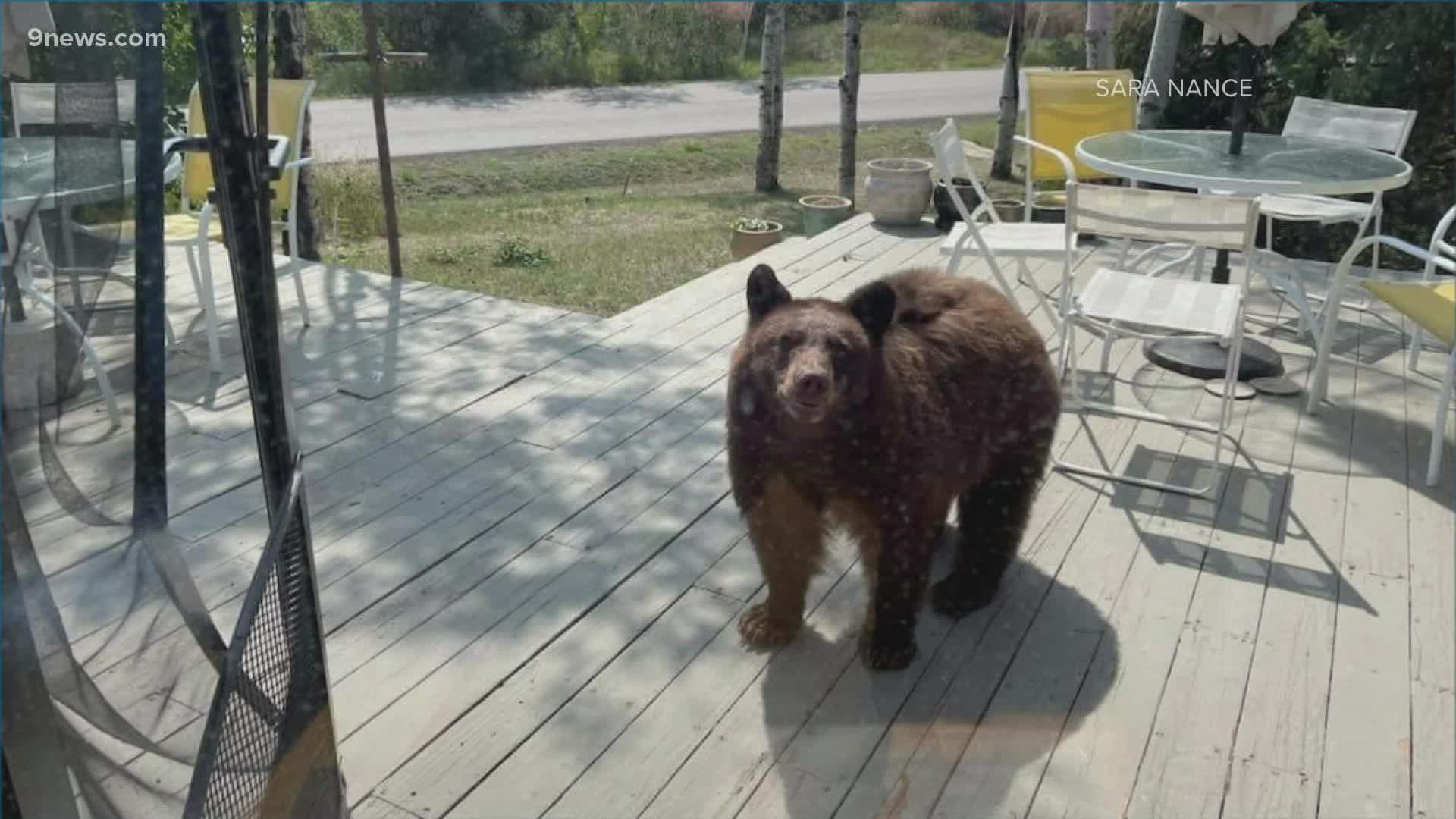 Colorado Parks and Wildlife has already euthanized two bears that kept breaking into homes.