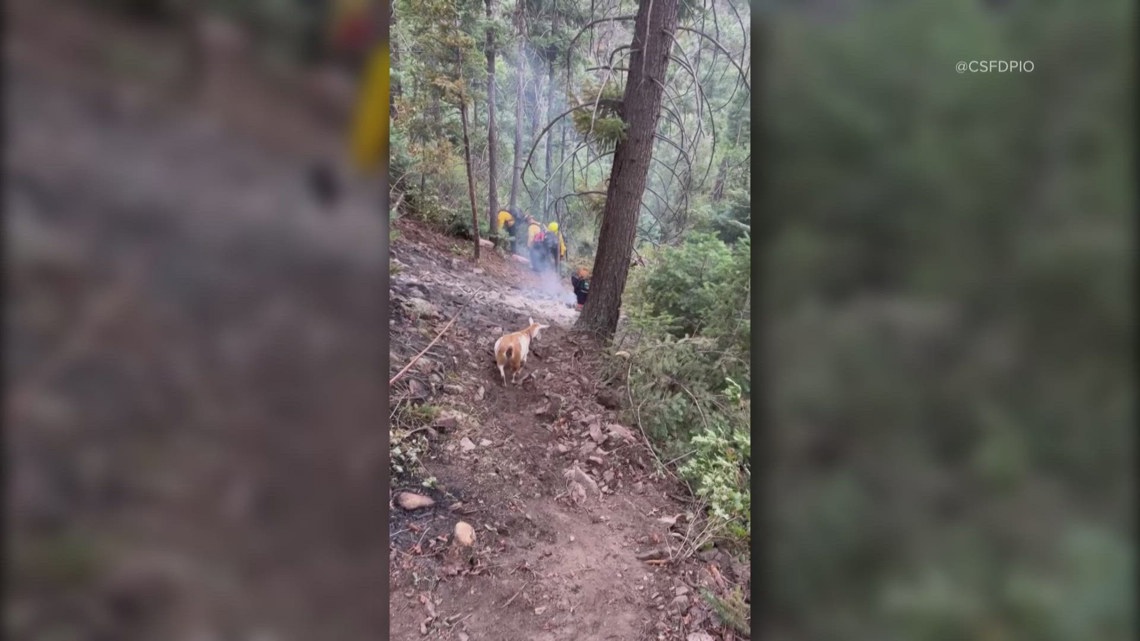 Goat leads Colorado Springs firefighting crew toward Rock Creek Fire. See the 'unexpected escort' at work
