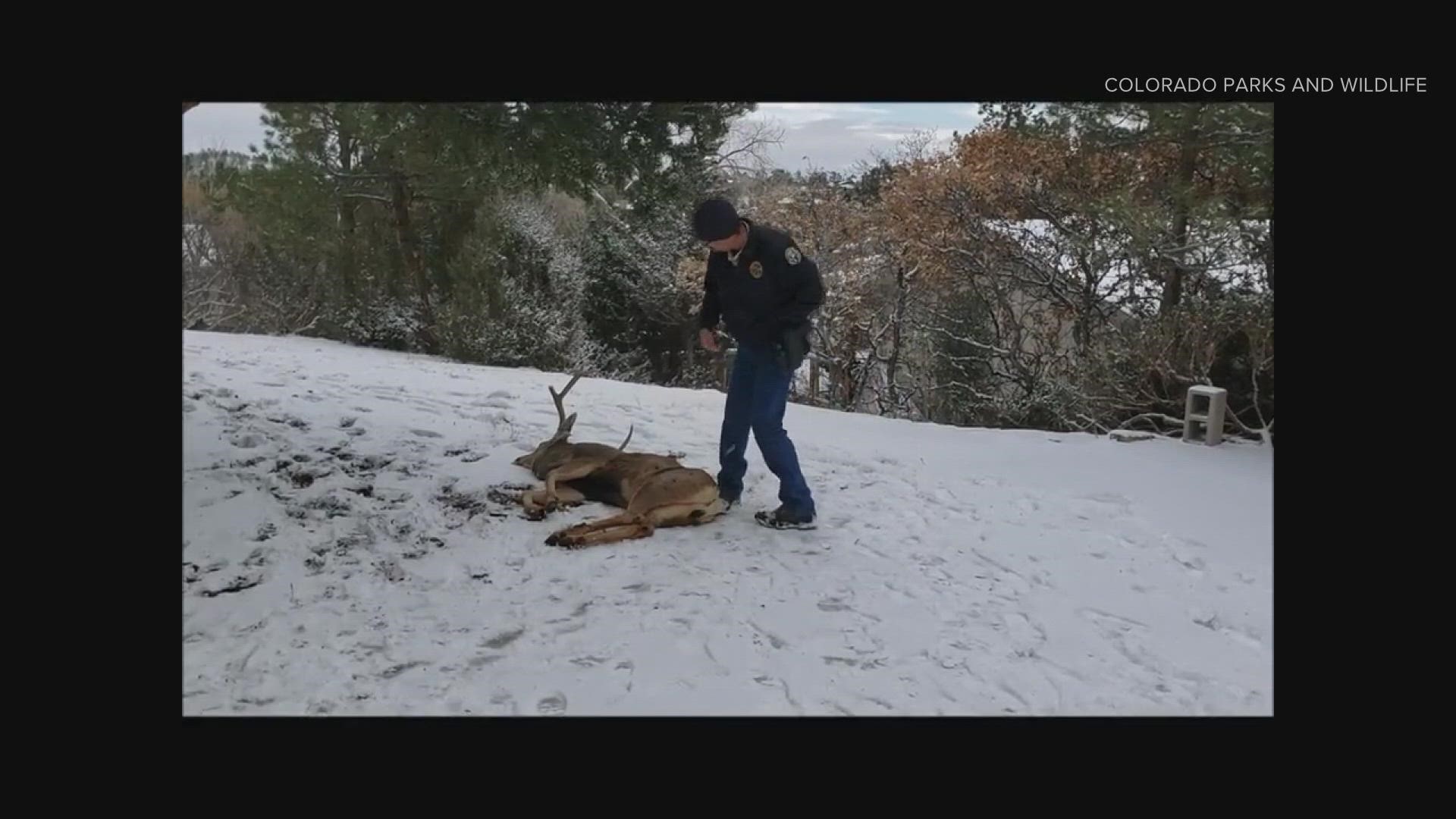 The Colorado Parks and Wildlife video shows an officer massaging the buck's chest to stimulate it until drugs took effect reversing a tranquilizer.